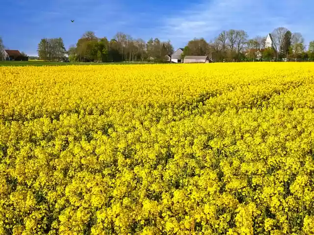 Free download oilseed rape field yellow free picture to be edited with GIMP free online image editor