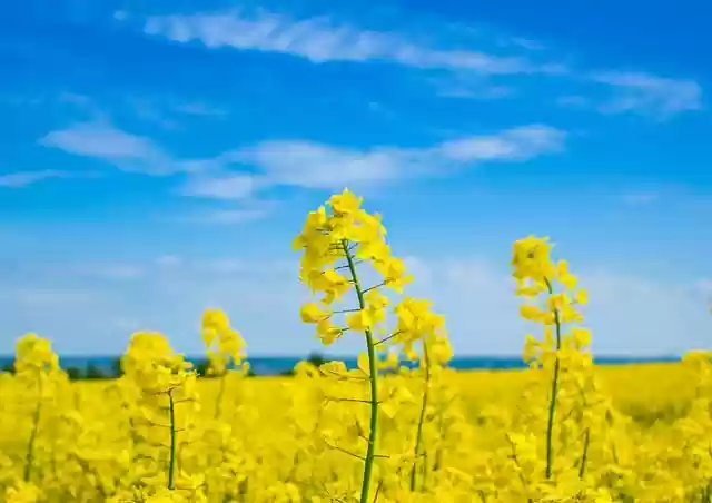 Free download oilseed rape flowers yellow flowers free picture to be edited with GIMP free online image editor