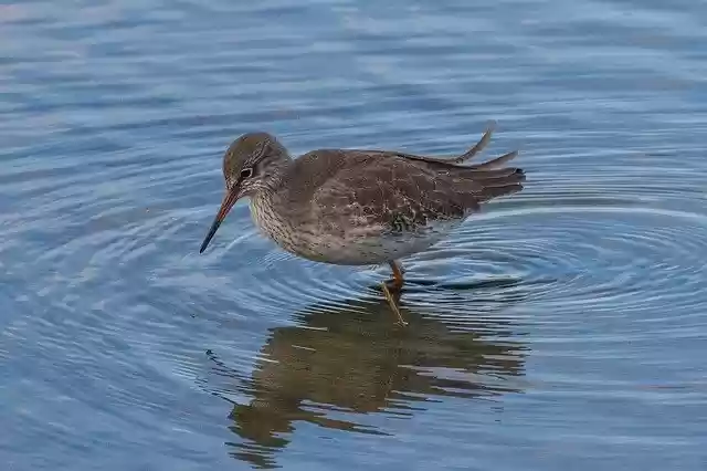 Free download Oiseau Animal -  free photo or picture to be edited with GIMP online image editor