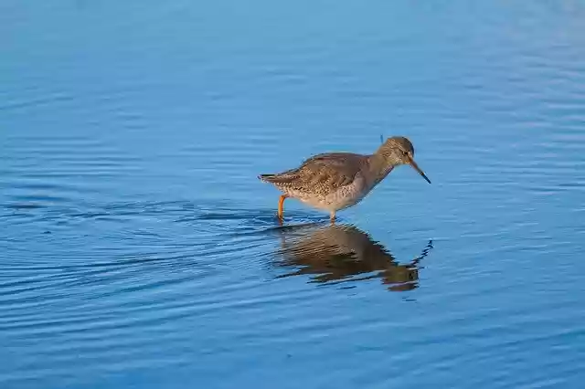 Free download Oiseau Biodiversité -  free photo or picture to be edited with GIMP online image editor