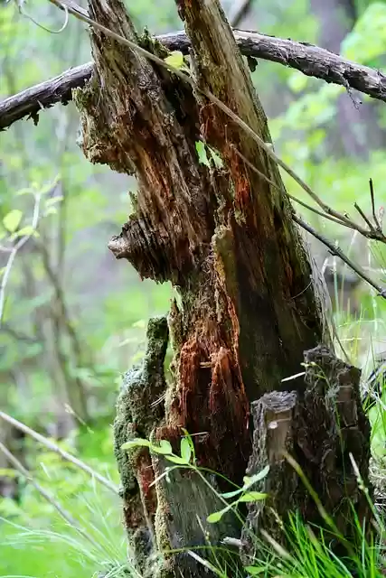 Free download old tree forest moss free picture to be edited with GIMP free online image editor