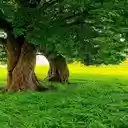 Old trees and green grass wallpaper  screen for extension Chrome web store in OffiDocs Chromium