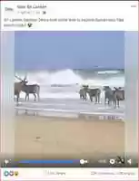 Free download Old Video shared in a misleading way as deer in Yala during SL Lockdown free photo or picture to be edited with GIMP online image editor