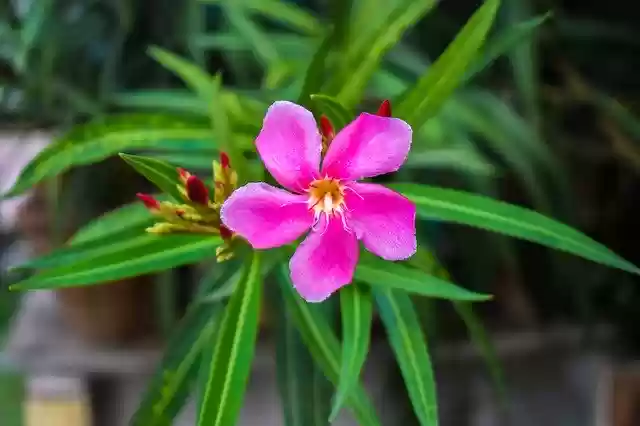 Free download Oleander Flower Plant -  free photo or picture to be edited with GIMP online image editor