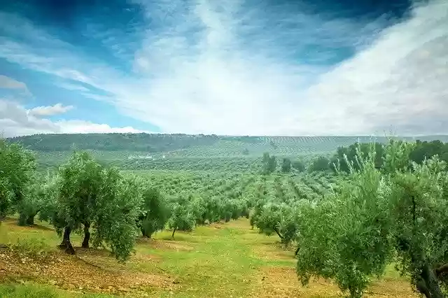 Free download Olivas Mediterranean Olive -  free free photo or picture to be edited with GIMP online image editor