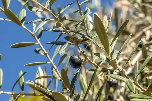 Free download Olive Green Food -  free photo or picture to be edited with GIMP online image editor