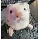 Oliverfy  screen for extension Chrome web store in OffiDocs Chromium