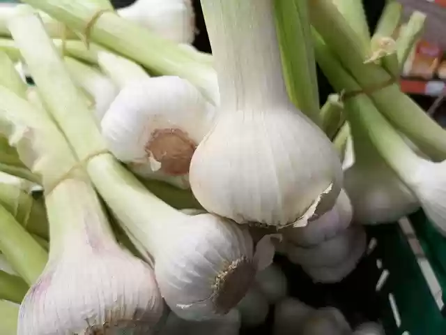 Free download Onion Fresh Vegetable -  free photo or picture to be edited with GIMP online image editor