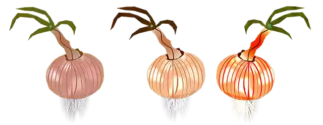 Free download Onion Onions Nature -  free illustration to be edited with GIMP free online image editor