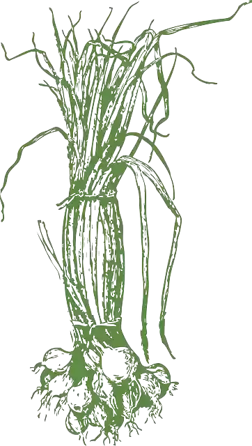 Free download Onions Green Vegetables - Free vector graphic on Pixabay free illustration to be edited with GIMP free online image editor