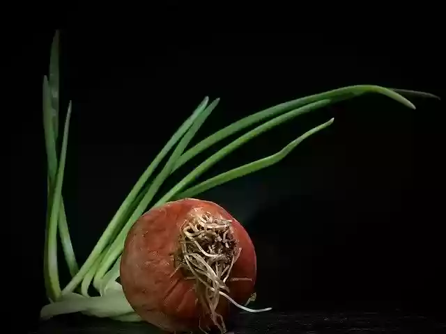 Free download Onion Stems Outbreak -  free photo or picture to be edited with GIMP online image editor