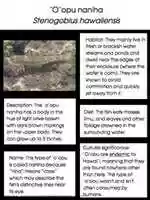 Free download Oopu Naniha free photo or picture to be edited with GIMP online image editor