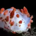 Orange and white snail  screen for extension Chrome web store in OffiDocs Chromium