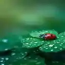 Orange beetle lying on a four leaf clover Wallpaper  screen for extension Chrome web store in OffiDocs Chromium