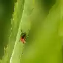 Orange Beetle on the Leaf  screen for extension Chrome web store in OffiDocs Chromium