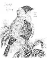 Free download Orange Bishop, Male, Breeding free photo or picture to be edited with GIMP online image editor