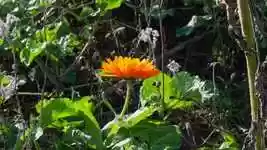 Free download Orange Blossom Bloom -  free video to be edited with OpenShot online video editor