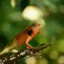 orange brown lizard  screen for extension Chrome web store in OffiDocs Chromium