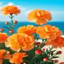 Orange carnation wallpaper  screen for extension Chrome web store in OffiDocs Chromium