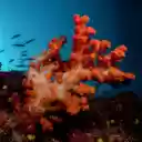 Orange Coral Dust  screen for extension Chrome web store in OffiDocs Chromium