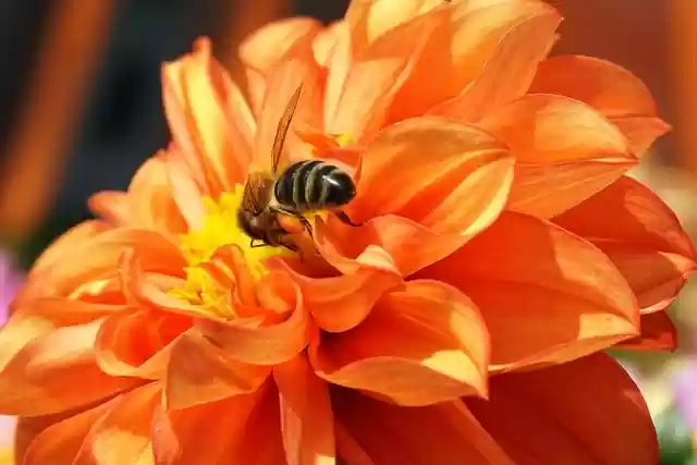 Free download orange dahlia bee pollination free picture to be edited with GIMP free online image editor