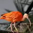 Orange feathered long beaked bird  screen for extension Chrome web store in OffiDocs Chromium