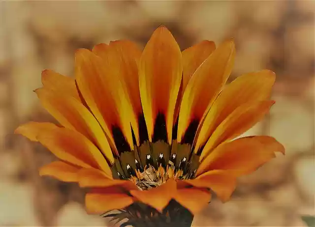Free download orange flower garden spring flora free picture to be edited with GIMP free online image editor