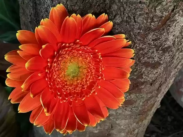 Free download Orange Flower Petals -  free photo or picture to be edited with GIMP online image editor