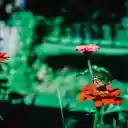 Orange flowers and butterflies  screen for extension Chrome web store in OffiDocs Chromium