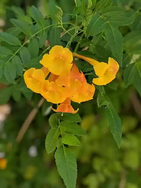 Free download Orange Flowers Flowering Tree -  free photo or picture to be edited with GIMP online image editor