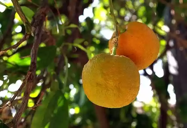 Free download Orange Fruit Juicy Citrus -  free photo or picture to be edited with GIMP online image editor