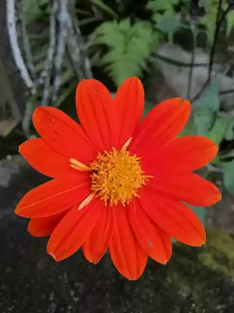 Free download Orange Garden Flowers -  free photo or picture to be edited with GIMP online image editor