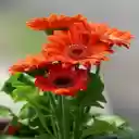 Orange gerbera wallpaper  screen for extension Chrome web store in OffiDocs Chromium
