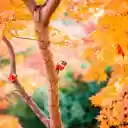 Orange Leafed Tree  screen for extension Chrome web store in OffiDocs Chromium
