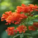 Orange magnolia flower wallpaper  screen for extension Chrome web store in OffiDocs Chromium