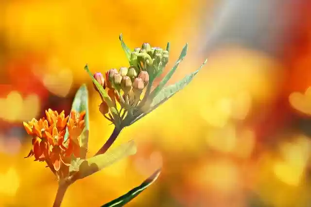 Free download Orange Milkweed Hearts Lighting -  free photo or picture to be edited with GIMP online image editor