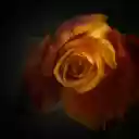 Orange Rose  screen for extension Chrome web store in OffiDocs Chromium