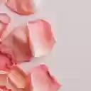 Orange Rose Petals  screen for extension Chrome web store in OffiDocs Chromium