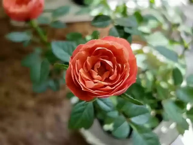 Free download Orange Roses Miniature Flowers -  free photo or picture to be edited with GIMP online image editor