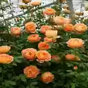Orange Rose Wallpaper  screen for extension Chrome web store in OffiDocs Chromium
