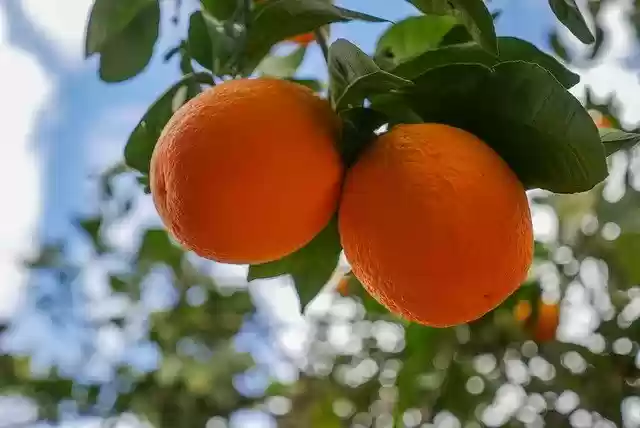 Free download oranges fruits pair citrus free picture to be edited with GIMP free online image editor