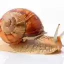 Orange snail  screen for extension Chrome web store in OffiDocs Chromium