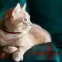 Orange Tabby Cat With Red Collar on Green Sofa  screen for extension Chrome web store in OffiDocs Chromium Orange Tabby Cat With Red Collar on Green Sofa  screen for extension Chrome web store in OffiDocs Chromium