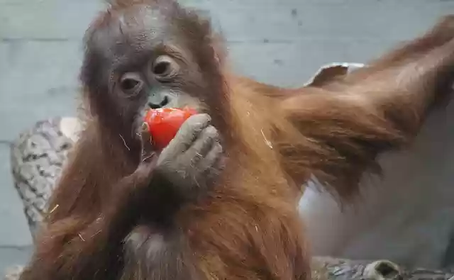 Kostenloser Download von Orang-Utan-Primaten-Affenjungen, kostenloses Bild, das mit dem kostenlosen Online-Bildeditor GIMP bearbeitet werden kann