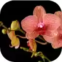 Orchidaceae (Orchid Flower)  screen for extension Chrome web store in OffiDocs Chromium