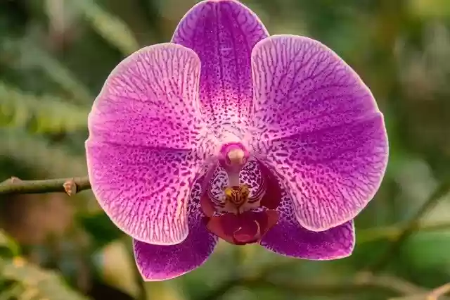 Free download Orchid Close Up Blossom -  free photo or picture to be edited with GIMP online image editor