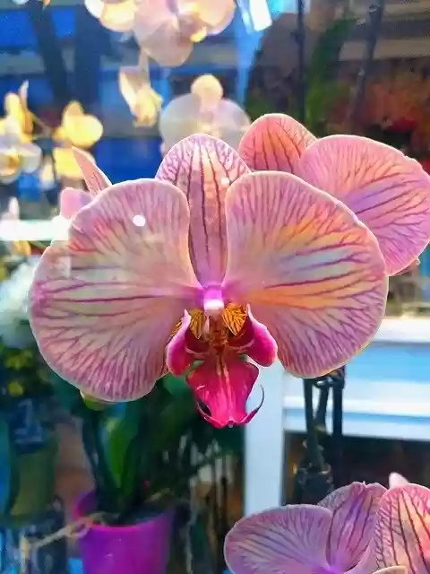 Free download Orchid Color Nature -  free free photo or picture to be edited with GIMP online image editor