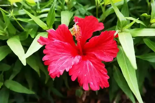 Free download Orchide Flower Plant -  free photo or picture to be edited with GIMP online image editor