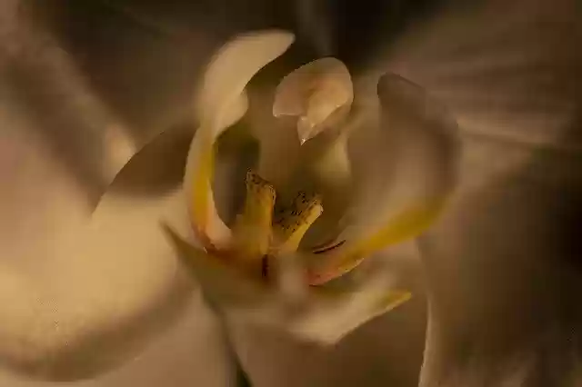 Free download Orchid Flower Close-Up -  free photo or picture to be edited with GIMP online image editor