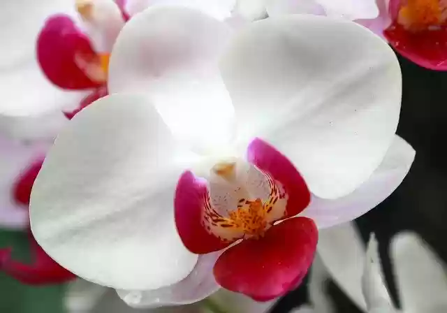 Muat turun percuma Orchid Flower Exotic - foto atau gambar percuma untuk diedit dengan editor imej dalam talian GIMP
